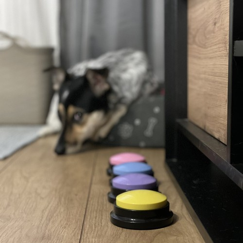 Ljudknappar för Hund 4-pack – Inspelningsbara Pratknappar