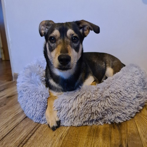 Hundbädd Ø60 cm – Mjuk Plyschbädd med Halkfri Botten, Grå
