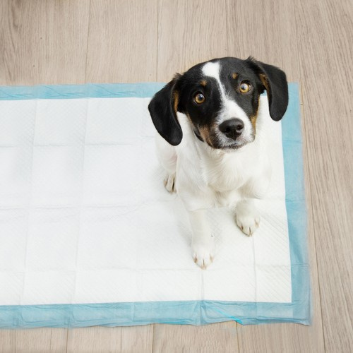 Hygienunderlägg 100-pack 60 x 40 cm – Absorberande Valpmattor med 30 Bajspåsar