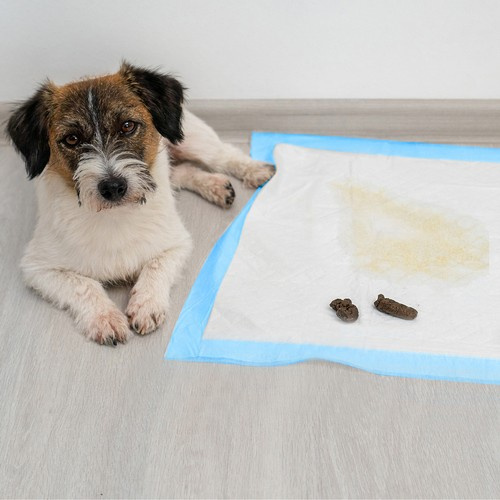 Hygienunderlägg 50-pack 60 x 60 cm – Absorberande Valpmattor med 30 Bajspåsar