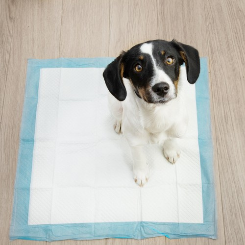 Hygienunderlägg 50-pack 60 x 60 cm – Absorberande Valpmattor med 30 Bajspåsar