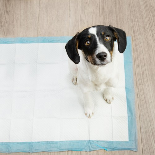Hygienunderlägg 100-pack 60 x 90 cm – Absorberande Valpmattor med 30 Bajspåsar